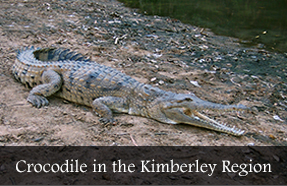 Crocodile in the Kimberley Region